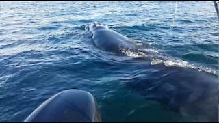 Whales interact with divers' boat