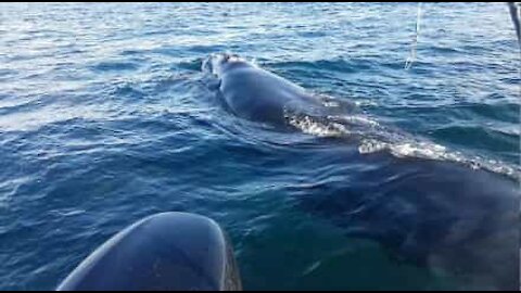 Whales interact with divers' boat