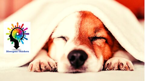 What Your Dog's Sleeping Position Reveals About Their Personality, Health and Character