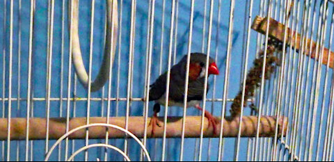 IECV PBV #124 - 👀 Jumper The Zebra Finch🐤 11-21-2020