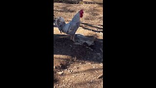 Rooster screaming!