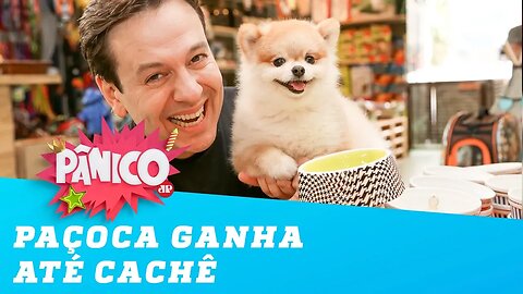 Paçoca, cachorro de Celso Zucatelli, ganha até cachê