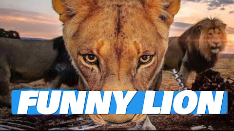 Two Lion animal Funny Videos