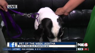 Pet of the Week