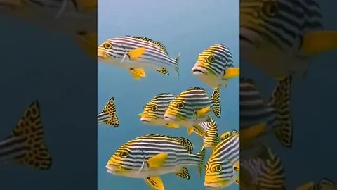 Aquarium #relaxing #video #viral #trending #aquarium