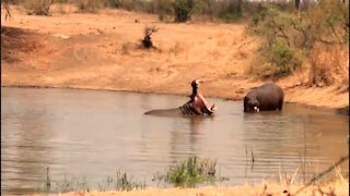 Territorial hippos make intimidating sounds while showing their teeth