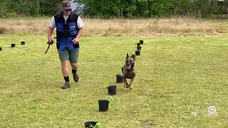 Dogs saving Florida's citrus trees from catastrophic disease