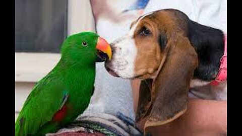 Smart And Funny Parrots Parrot Talking Videos Compilation P1 Super Dogs