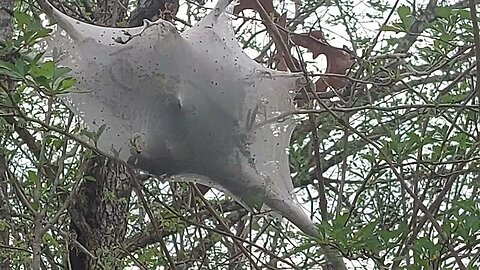 Web Cocoon Nest Trap TX