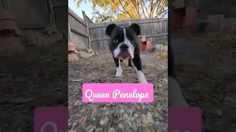 👑Princess Penelope Strutt'n 👑