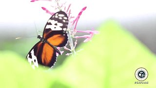 Butterfly Garden and the Matilda R. Wilson Free-Flight Aviary at the Detroit Zoo