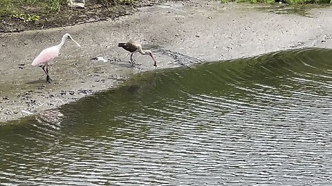 Roseate Spoonbill and Whitefaced Ibis at Lunch