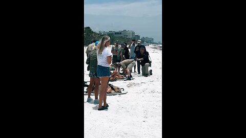 Loggerhead Sea Turtles Released Gulf Of Mexico #FYP #SeaTurtle #LoggerHead #DelnorWiggins #RedTide