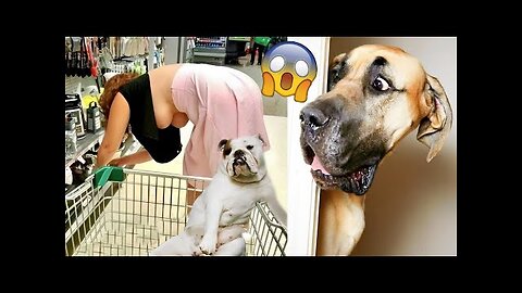 Funniest Animals Video Funny Dogs And Cats Try Not To Laugh Animals 2022