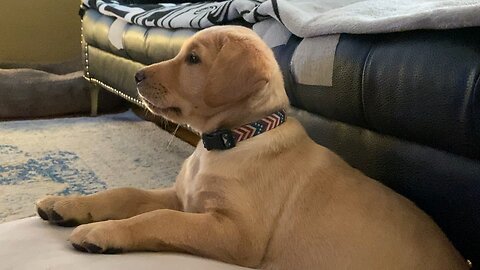 Yellow Lab puppy watching news