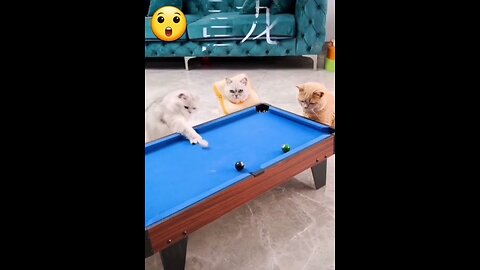 Funny billiards competition between 2 cats🐈