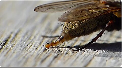 Capture The Moment Of Pooping Small Insects - Funny Animal Video