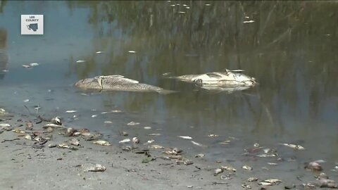 Red tide turning visitors away from newly reopened beaches