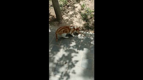 cute and beautiful cats are eating food