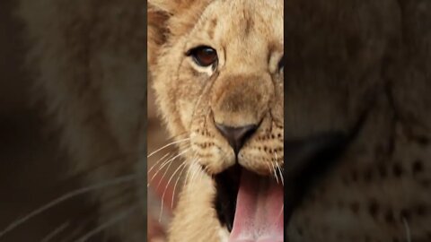 Playful desert lion cubs in an ephemeral river systems of Namibia. A valuable national asset.