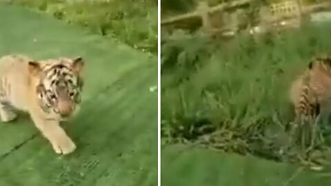 Adorable baby tiger walks on grass, but runs into the bush when he gets scared