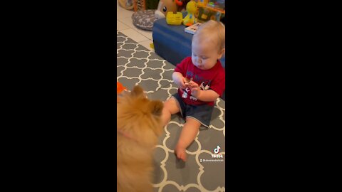 Pomeranian Puppy Steals Snack From Baby