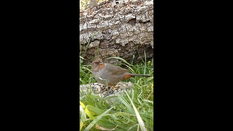 California Towhee🐦Fallen Oak Seed Surprise