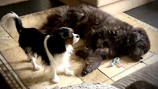 Sweet Cavalier puppy always wants to be attached to owner