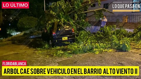 ÁrbolCae sobre un vehículo en el barrio alto bien con dos de Floridablanca￼