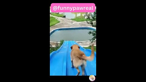 Funny Animal Videos 2023 | Funniest Cats And Dogs Video