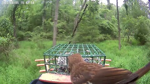 BirdKiss AI Smart Bird Feeder: Immature female eastern towhee