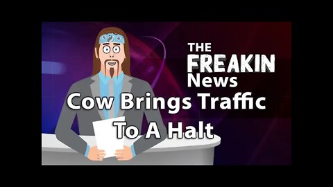 Cow In Houston Causes Headaches For Drivers - The FREAKIN News