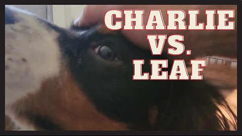 Charlie vs. Leaf