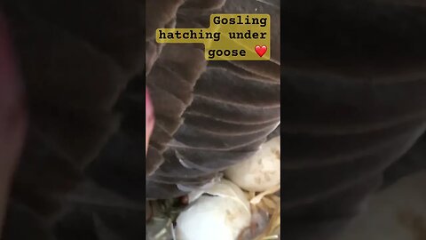 Gosling hatches under goose ❤️#pilgrimgeese #gosling