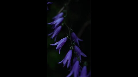 rain drops with nature