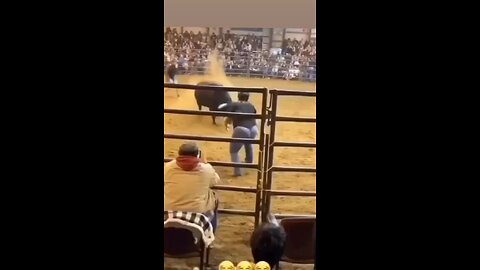 Bull Fight