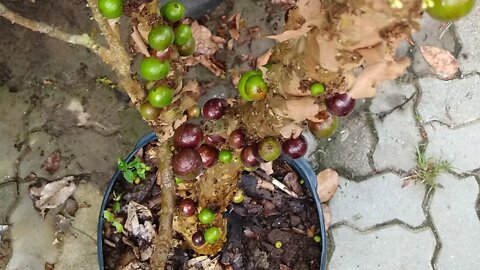 essa frutífera e a melhor para vaso produz o ano todo de fácil cultivo a fruta e deliciosa