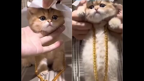 Super Cute Cat || Little Dance😄