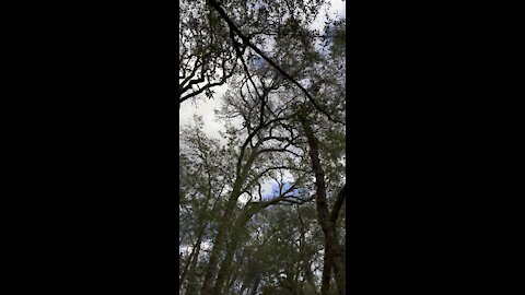 Looking up at the Tree Canopy