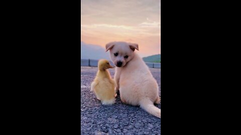 Baby duck and dog really friendly 2022#shorts #duck #puppy #viral