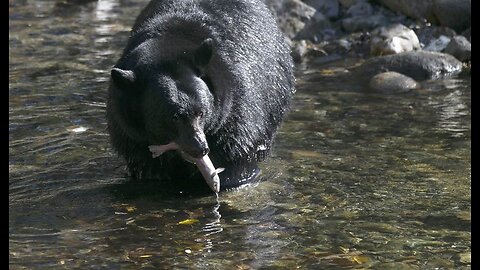 Vermont Couple Can Hardly Bear the Ursine Invader Sitting in Their Hammock