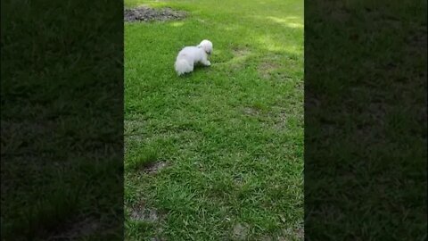 My Name is Noah:-) Sneaking up on some Birds today!!! #pet #shorts