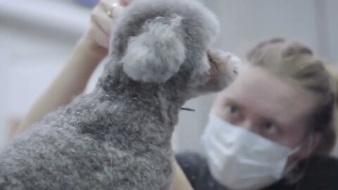 Skilful professional pet groomer making to fluffy little cute poodle haircut with scissors starting