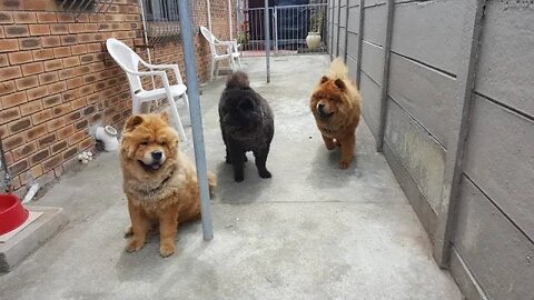 CHOW CHOW - Dog Breed - CHOW BOYS - ICE CREAM 2020