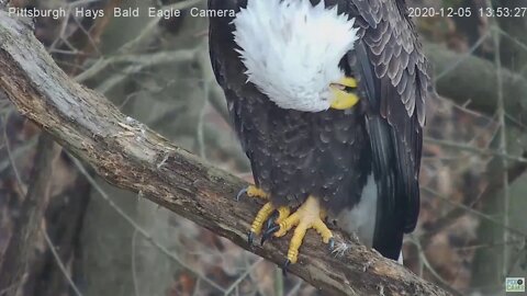 Hays Eagles Mom and Dad crop talons and preening 2020 12 05 157pm