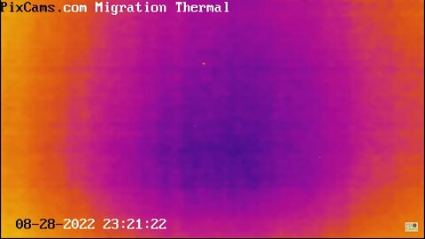 Night migrating birds on thermal camera - 8/28/2022 @ 23:20 - Odd Flight Path