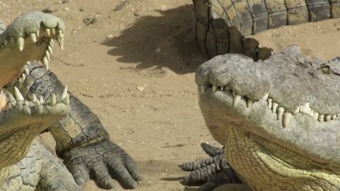 Crocodylus novaeguineae