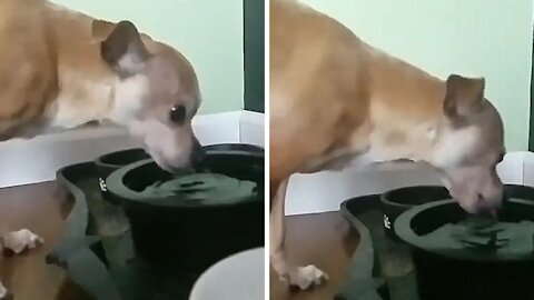 Dog starts drinking water in a very strange way