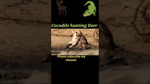 Cocodile hunting Deer 🦌#shorts #youtubeshorts