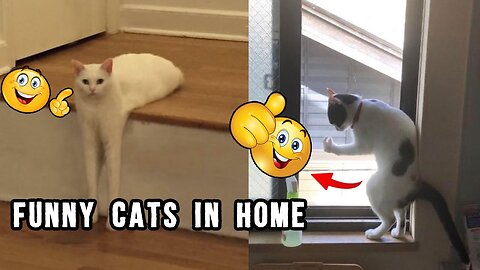 funny cats / funny dogs/ home pets